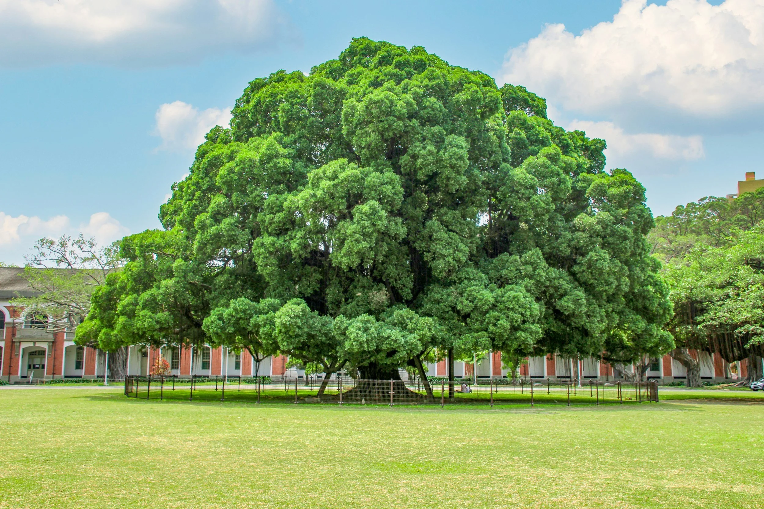 Tree Protection Considerations for Toronto Custom Homes